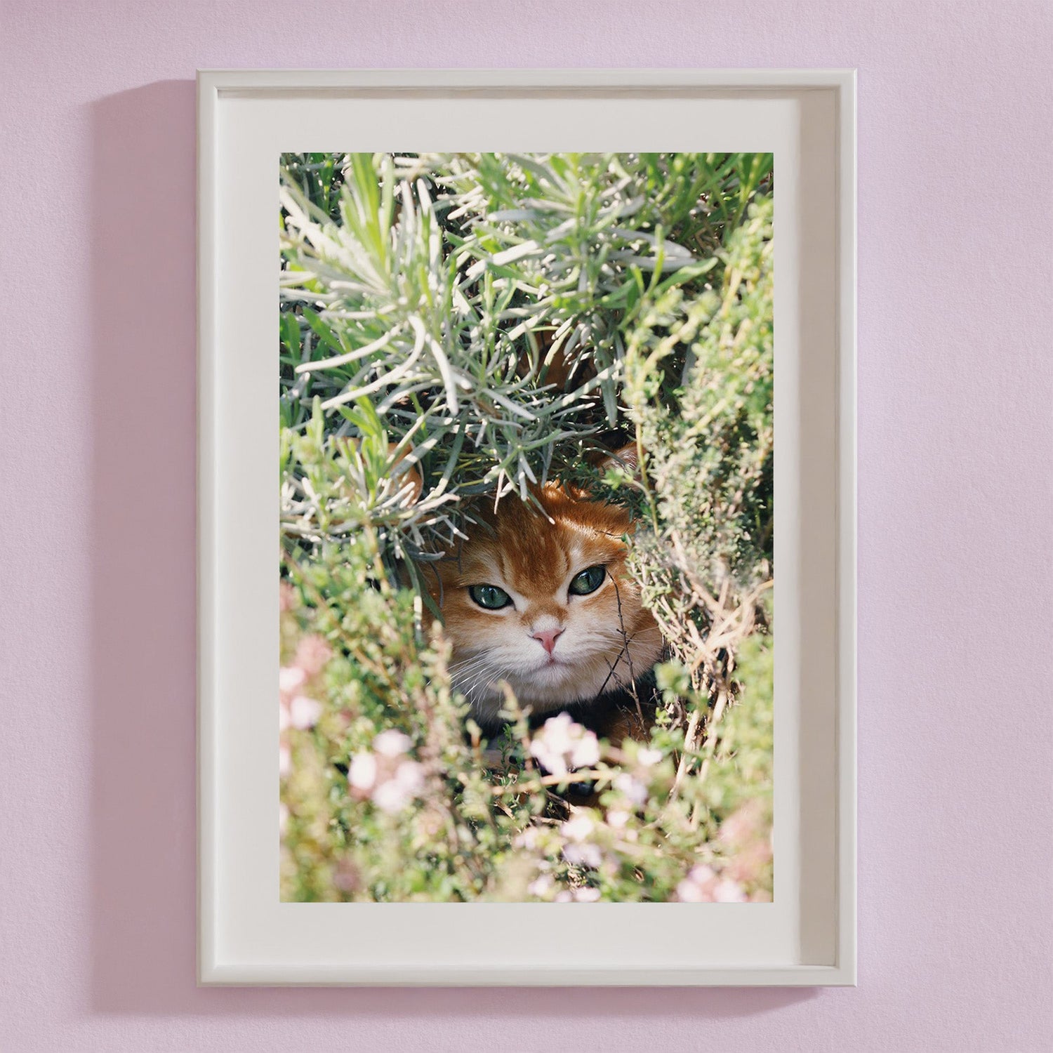 Sarah's Photography Prints