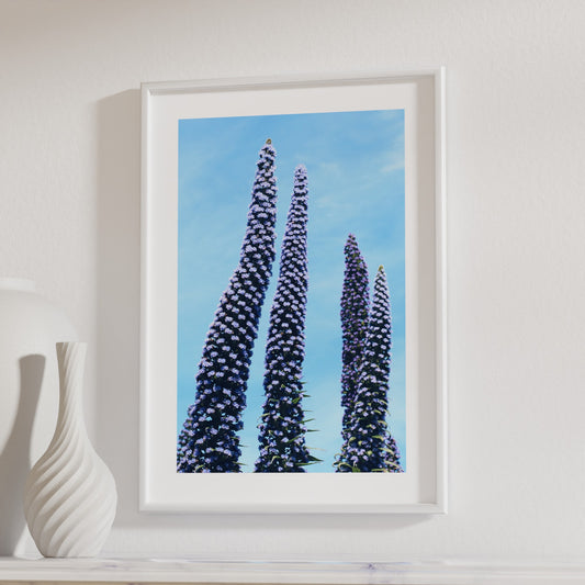 Echium Premium Matte Paper Poster - A3 (29.7 x 42  cm)