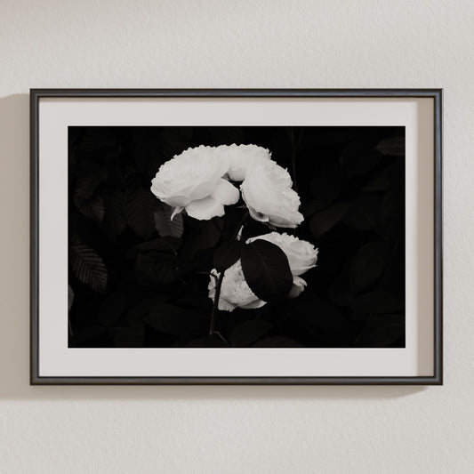Dark Roses Premium Matte Paper Poster - A3 (29.7 x 42  cm)
